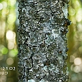 Bruguiera cylindrica (White Burma Mangrove) シロバナヒルギ in Cairns<br />Canon EOS KDX (400D) + EFS60 F2.8